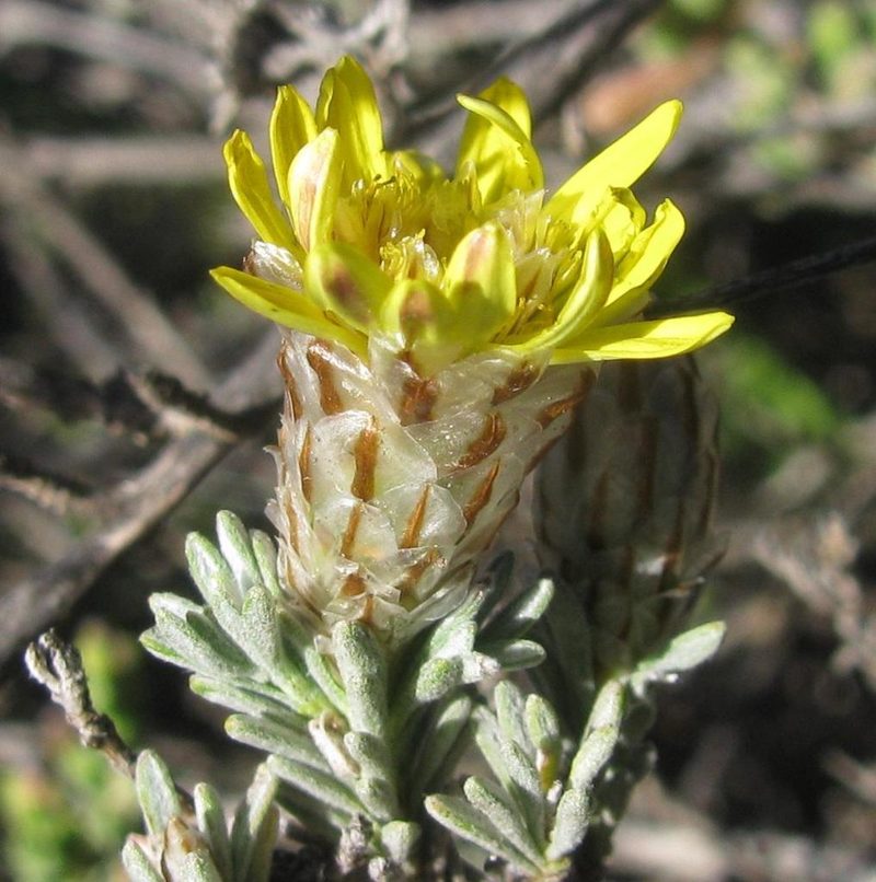 Oedera glandulosa, photographed by douglaseustonbrown