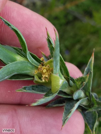 Cliffortia prionota, photographed by Chris Vynbos