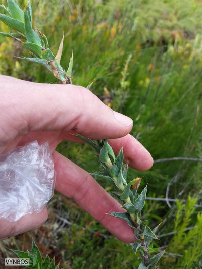 Cliffortia prionota, photographed by Chris Vynbos