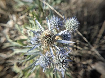 Eryngium amethystinum, photographed by Danijel Ostović
