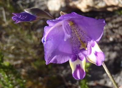 Gladiolus patersoniae, photographed by Nicola van Berkel