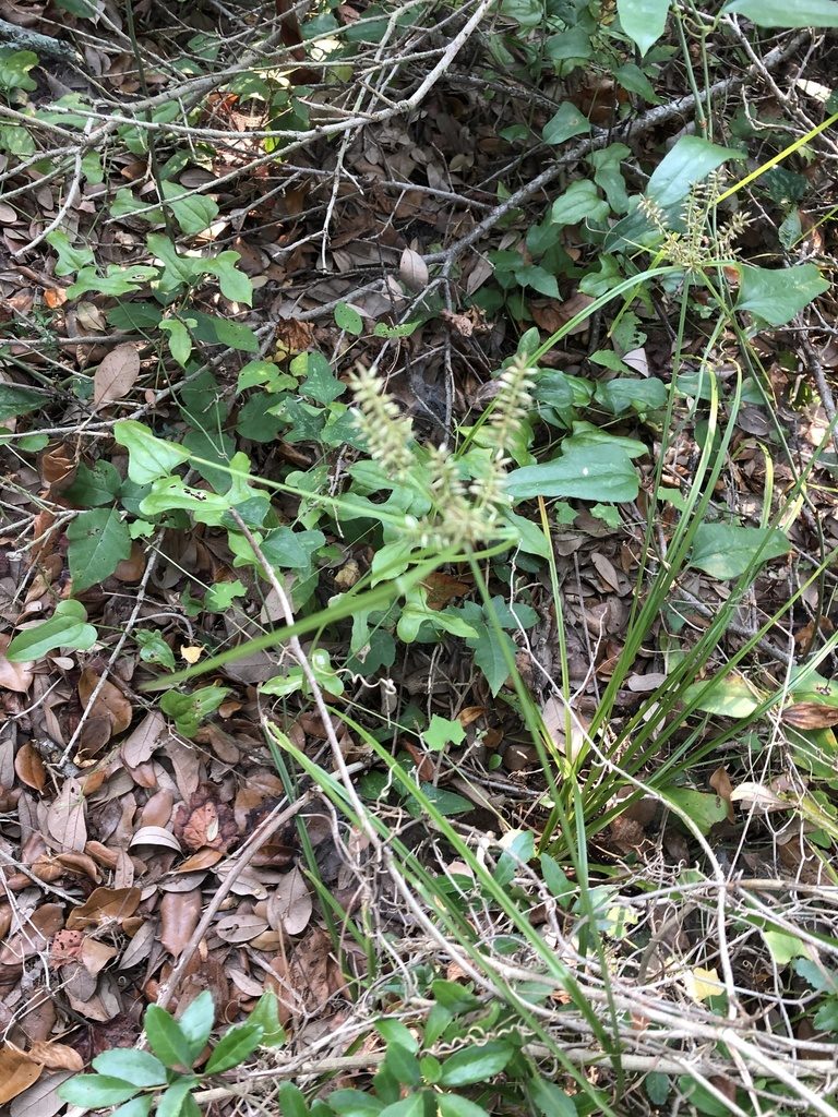 Cyperus tetragonus, photographed by Emily Franzen