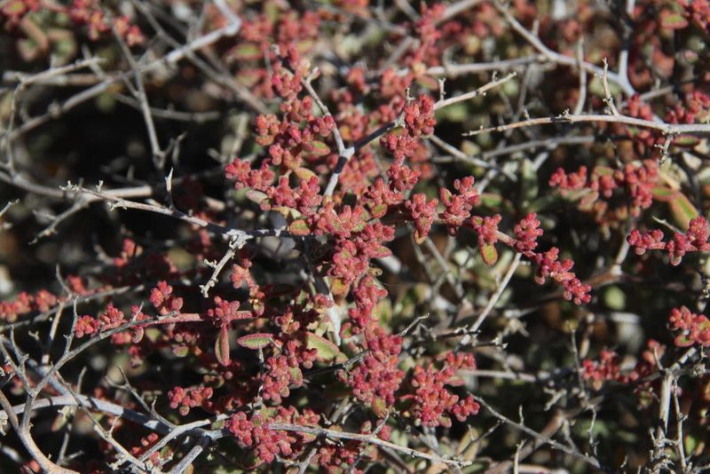 Aizoon fruticosum, photographed by Tony Rebelo
