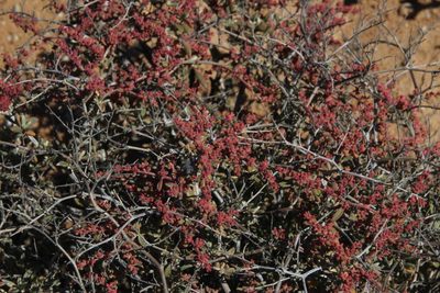 Aizoon fruticosum, photographed by Tony Rebelo