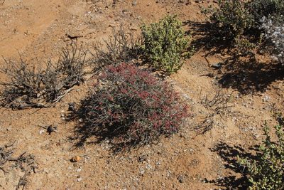 Aizoon fruticosum, photographed by Tony Rebelo