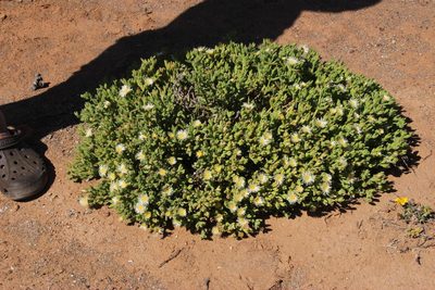 Mesembryanthemum nitidum, photographed by Tony Rebelo