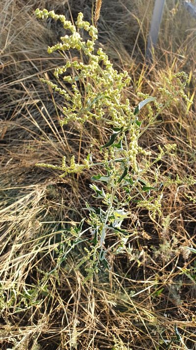 Atriplex aucheri, photographed by Nikolay Martyanov