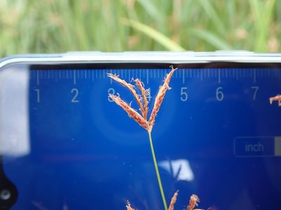 Cyperus longus, photographed by Daniel Cahen