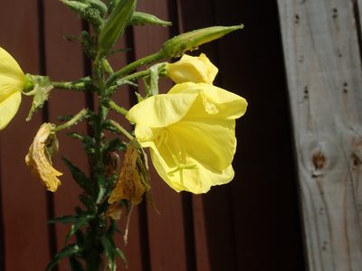 Oenothera glazioviana, photographed by Daniel Cahen