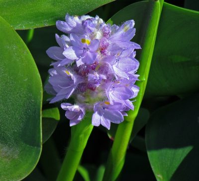 Pontederia rotundifolia, photographed by Hugo Hulsberg
