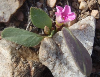 Oxalis nortieri, photographed by Nicola van Berkel