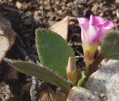 Oxalis nortieri, photographed by Nicola van Berkel