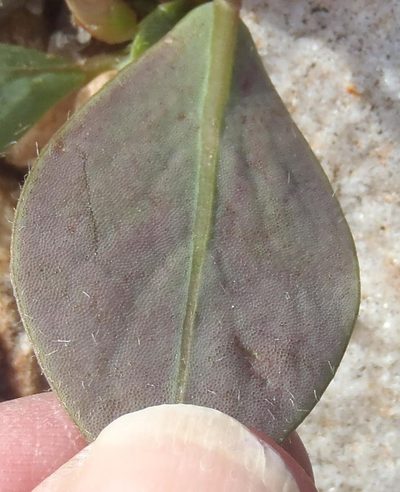 Oxalis nortieri, photographed by Nicola van Berkel
