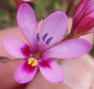 Freesia verrucosa, photographed by Nicola van Berkel