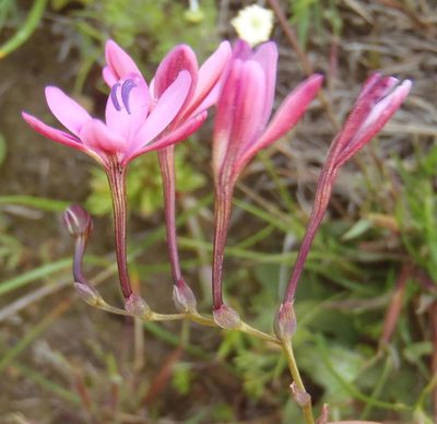 Freesia verrucosa, photographed by Nicola van Berkel