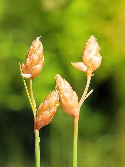 Fimbristylis schoenoides, photographed by Jay Horn