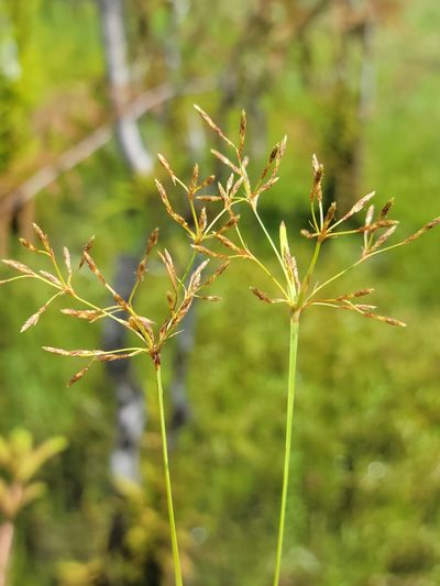 Fimbristylis autumnalis, photographed by Jay Horn