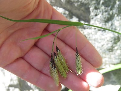 Carex mertensii, photographed by Erin Springinotic