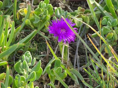Carpobrotus deliciosus, photographed by Shaun Swanepoel
