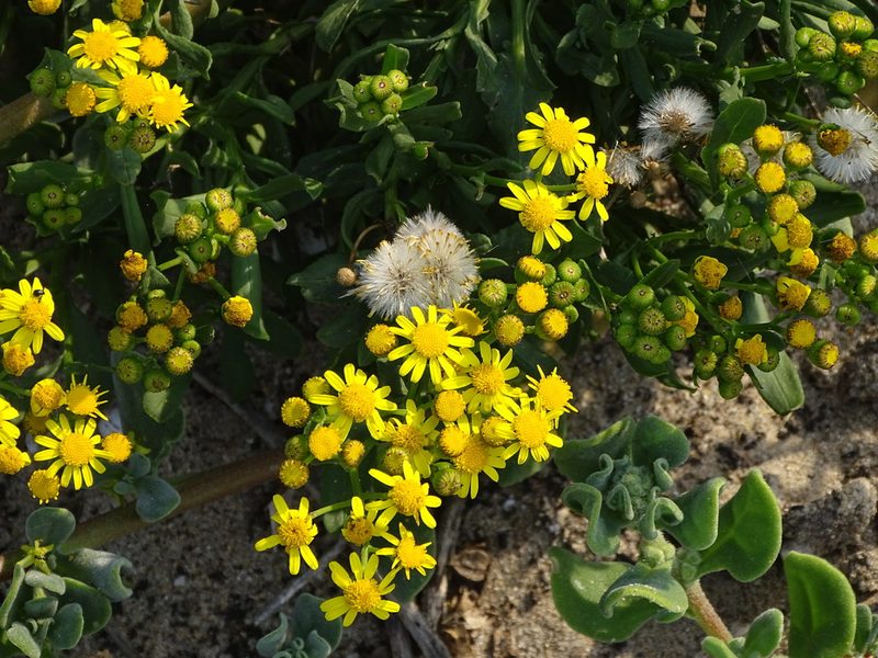 Senecio litorosus, photographed by Shaun Swanepoel