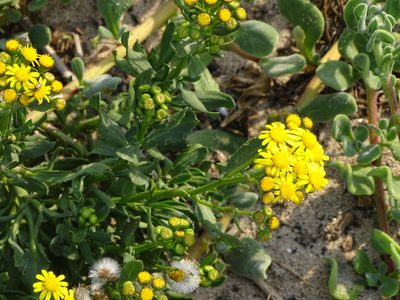 Senecio litorosus, photographed by Shaun Swanepoel