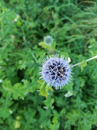 Echinops bannaticus, photographed by Marc Hermann