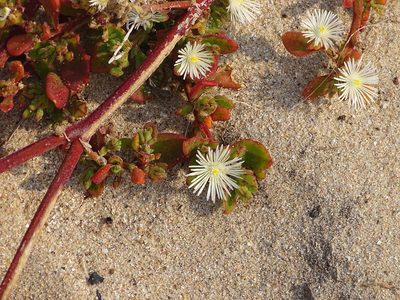 Mesembryanthemum aitonis, photographed by Shaun Swanepoel