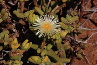 Mesembryanthemum nitidum, photographed by Tony Rebelo