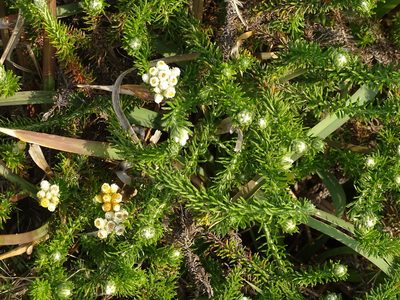 Helichrysum teretifolium, photographed by Shaun Swanepoel