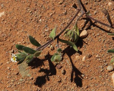Amellus microglossus, photographed by Tony Rebelo