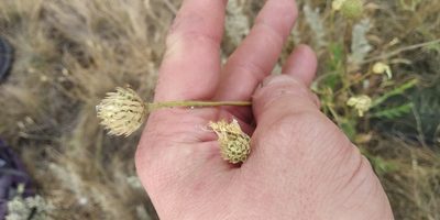 Cephalaria uralensis, photographed by Oleksii Vasyliuk