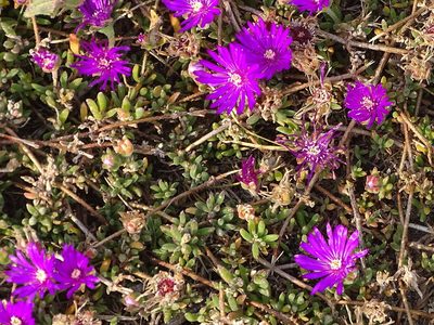 Drosanthemum candens, photographed by Shaun Swanepoel