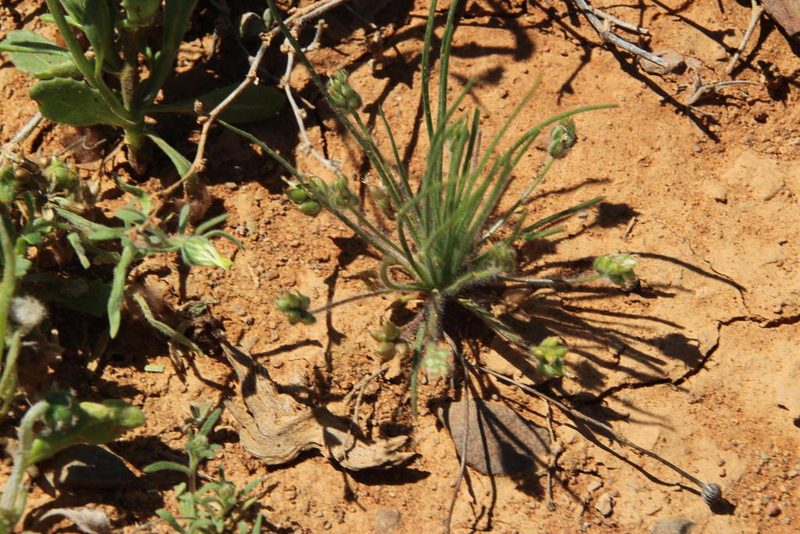 Plantago capillaris, photographed by Tony Rebelo