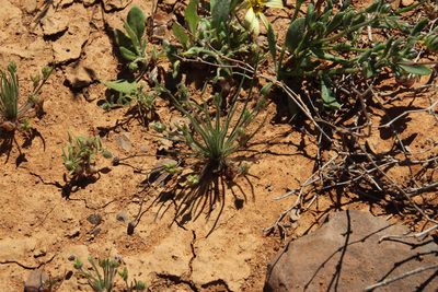 Plantago capillaris, photographed by Tony Rebelo