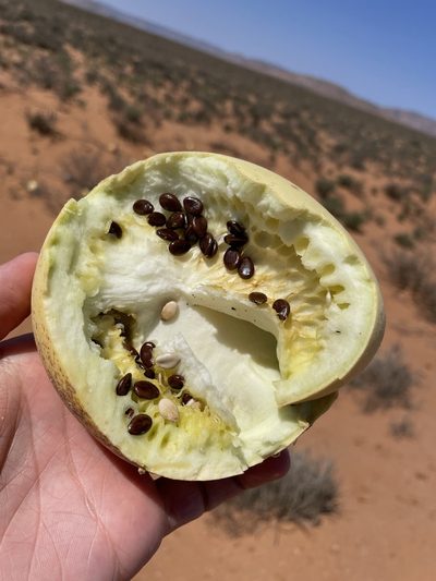 Citrullus ecirrhosus, photographed by Matt Berger
