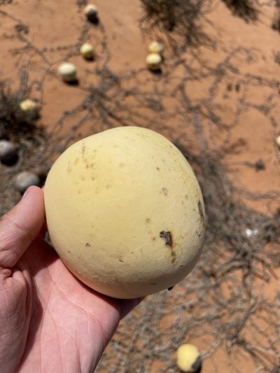 Citrullus ecirrhosus, photographed by Matt Berger