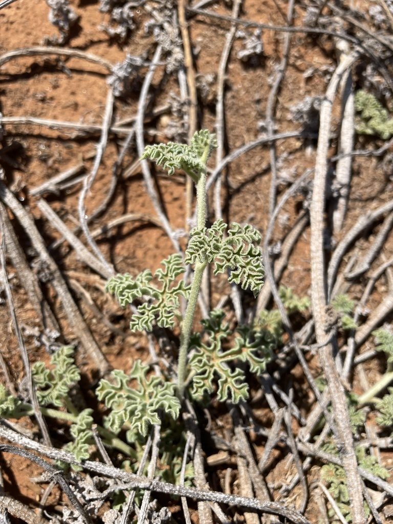 Citrullus ecirrhosus, photographed by Matt Berger