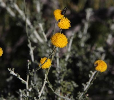 Pentzia globosa, photographed by Tony Rebelo