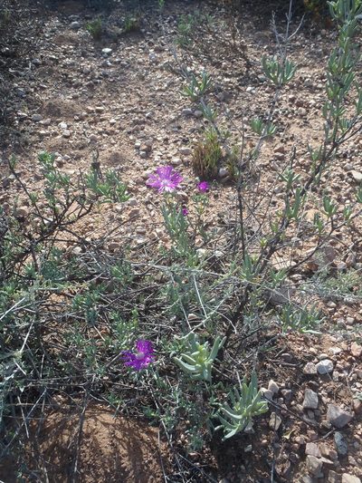 Lampranthus coralliflorus, photographed by Nicola van Berkel