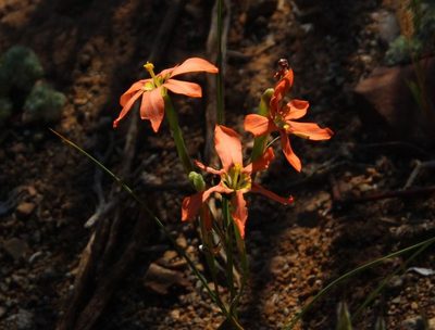 Moraea fenestrata, photographed by Tony Rebelo