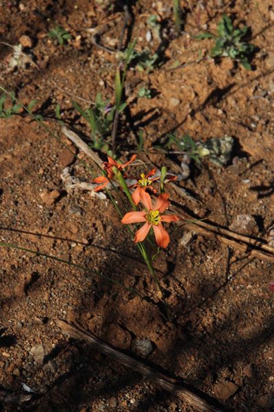 Moraea fenestrata, photographed by Tony Rebelo
