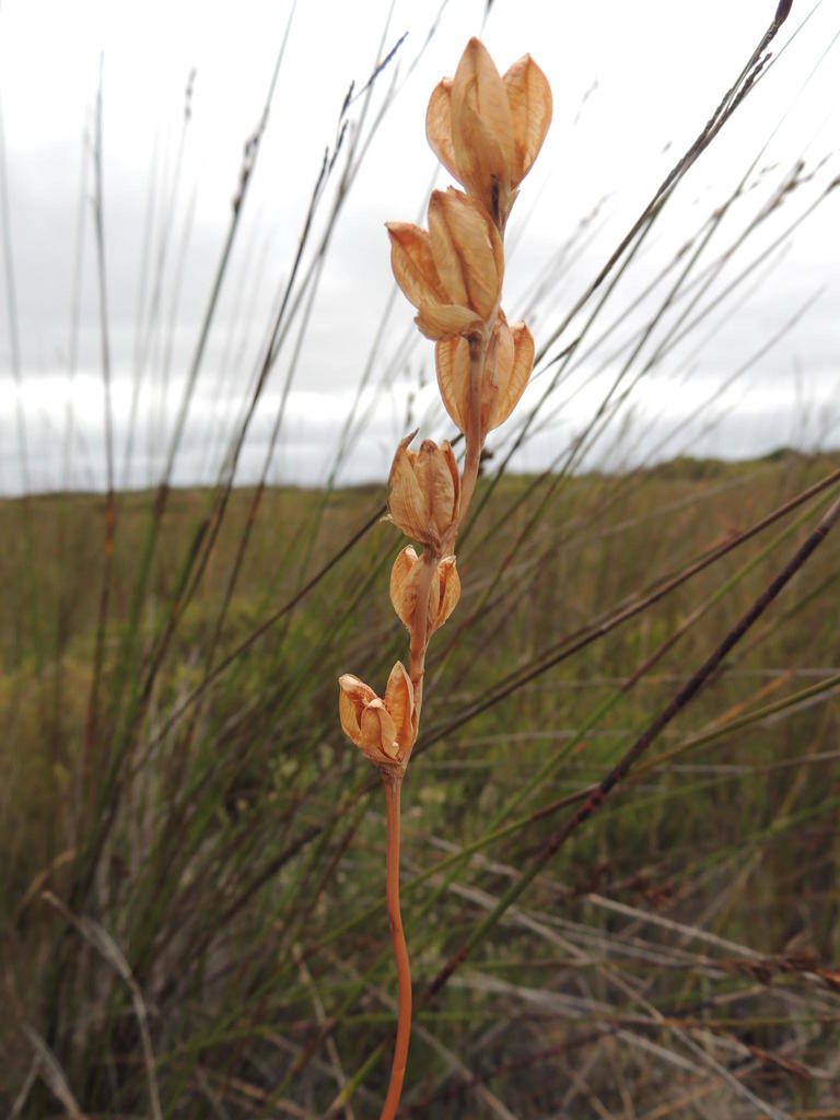 Gladiolus jonquilodorus, photographed by Jacques van der Merwe