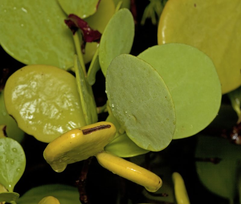 Amyema mackayensis, photographed by Tony Eales