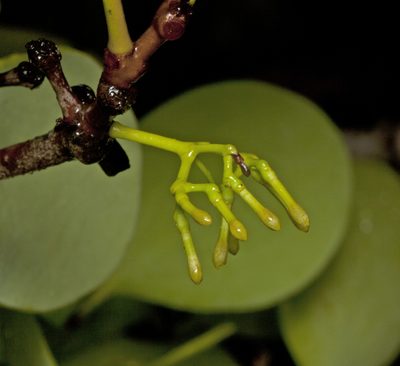 Amyema mackayensis, photographed by Tony Eales