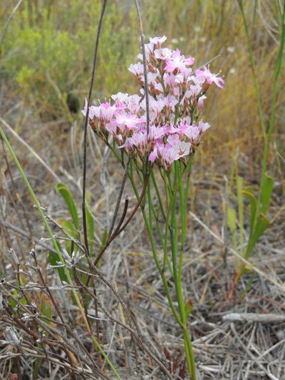 Limonium purpuratum, photographed by Jacques van der Merwe