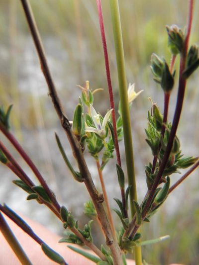 Wahlenbergia longifolia, photographed by Jacques van der Merwe