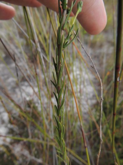 Wahlenbergia longifolia, photographed by Jacques van der Merwe