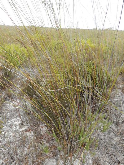 Wahlenbergia longifolia, photographed by Jacques van der Merwe