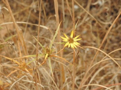 Carlina racemosa, photographed by Duarte Frade