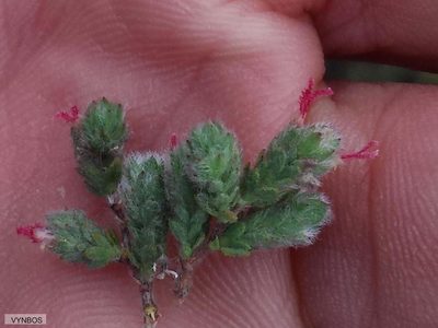 Cliffortia hantamensis, photographed by Chris Vynbos